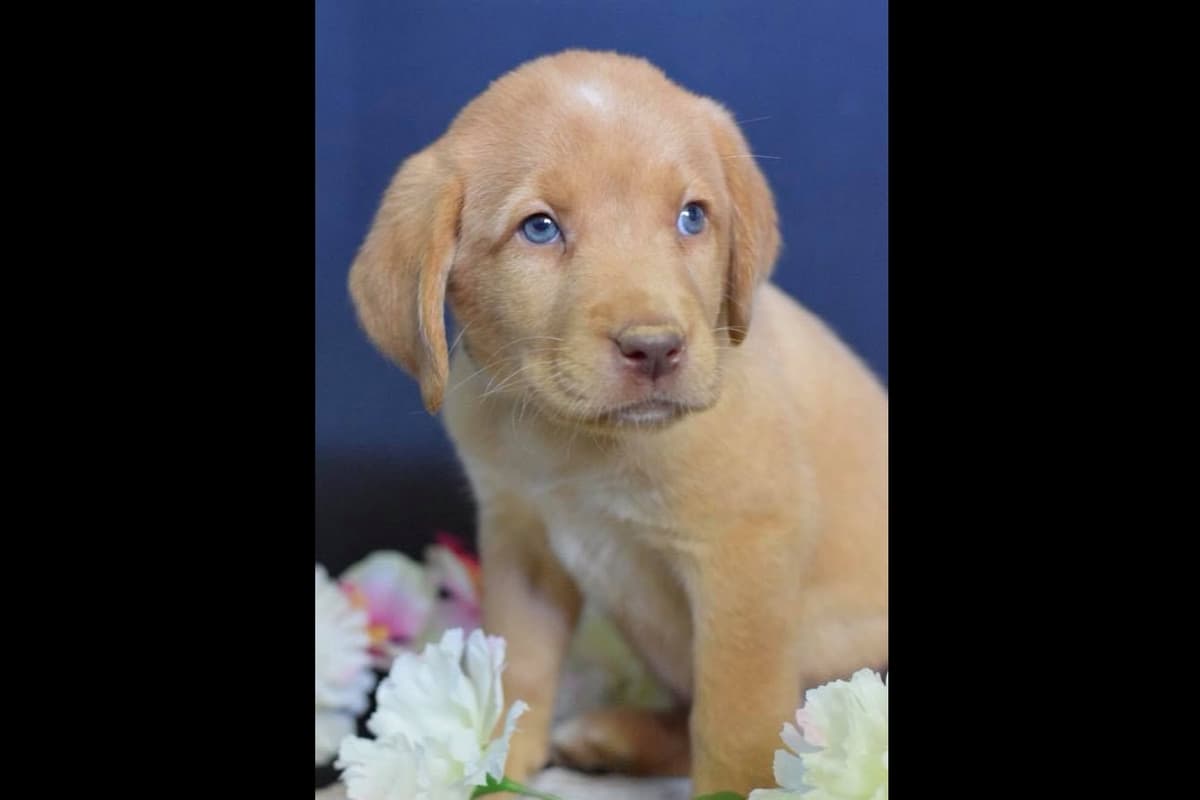 Labrador Retriever Puppies breeder image 12