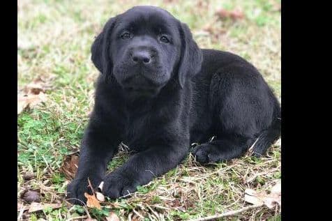 Labrador Retriever Puppies breeder image 13