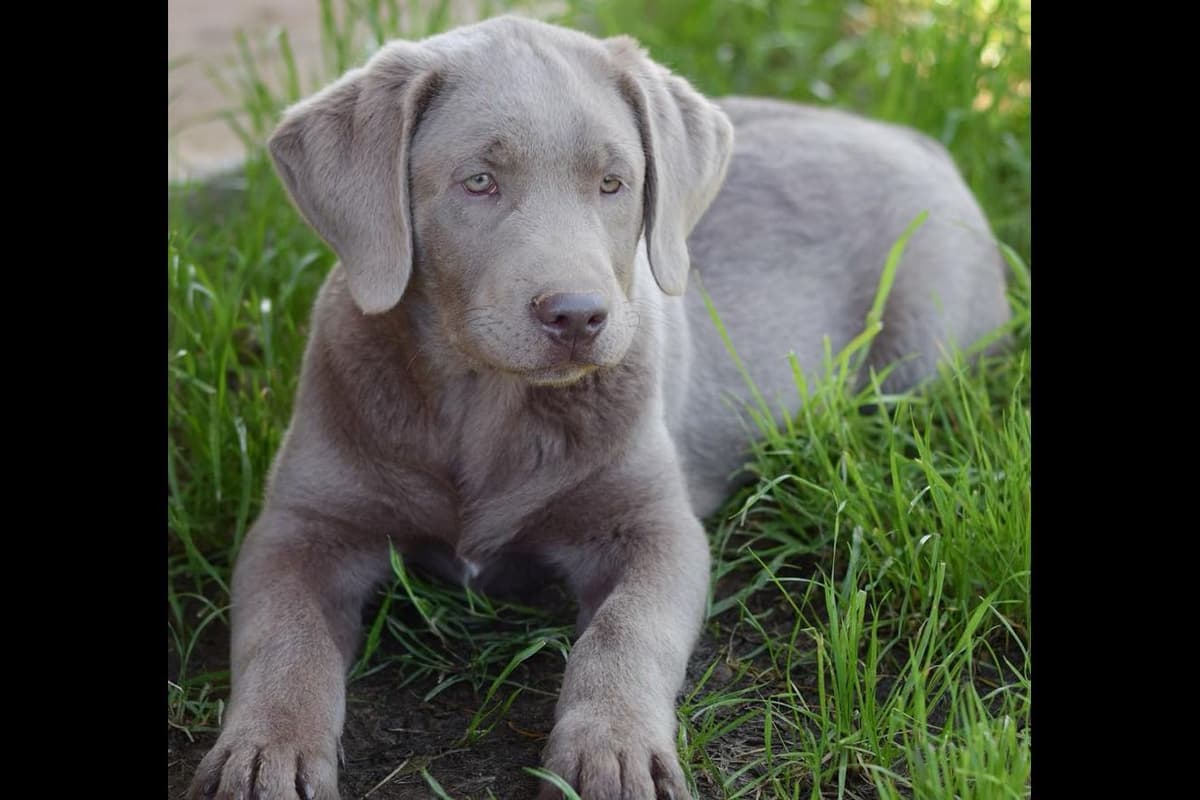 Labrador Retriever Puppies breeder image 14