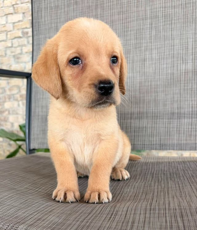 Labrador Retriever Puppies media 2