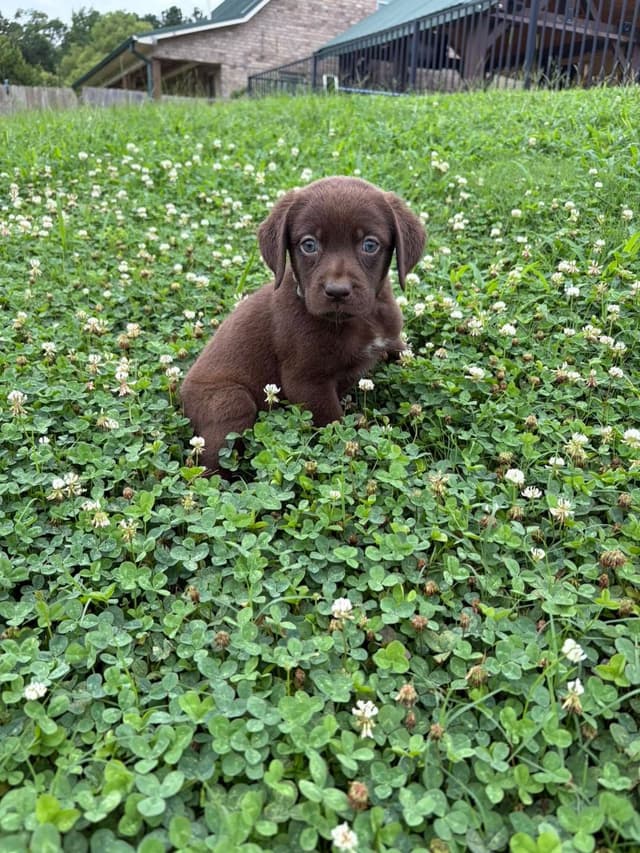 Labrador Retriever Puppies media 3