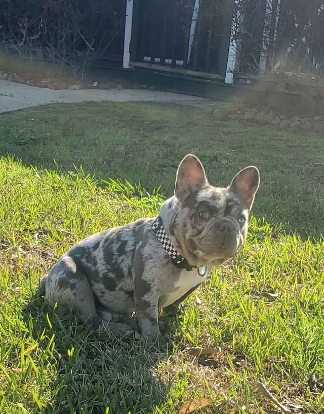AKC French Bulldog Adult Male media 2