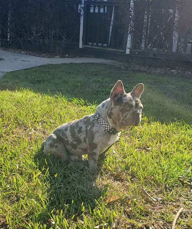 AKC French Bulldog Adult Male media 3
