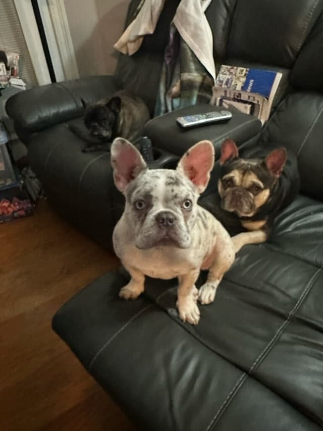 French Bulldog Teens, AKC media 6