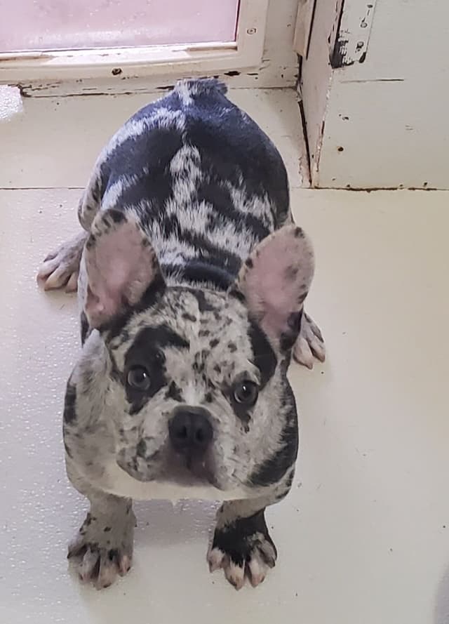 French Bulldog Teens, AKC media 3