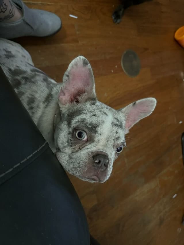 French Bulldog Teens, AKC media 9