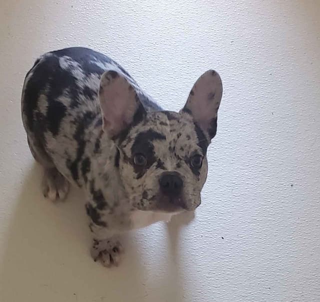 French Bulldog Teens, AKC media 2