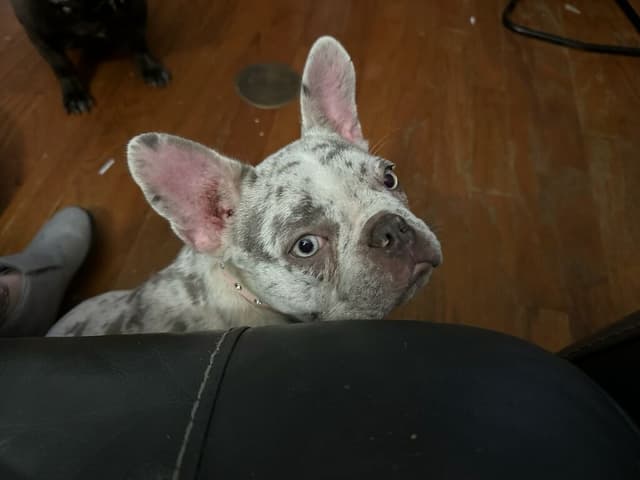 French Bulldog Teens, AKC media 5