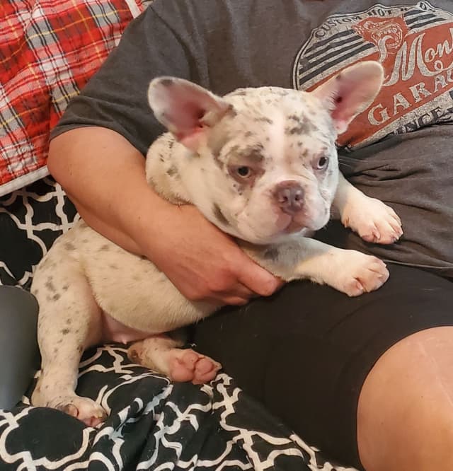 French Bulldog Teens, AKC media 8