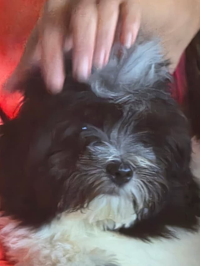 Coton de Tulear Puppies, AKC media 3
