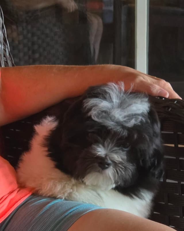 Coton de Tulear Puppies, AKC media 4
