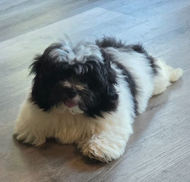 Coton de Tulear Puppies, AKC media 2
