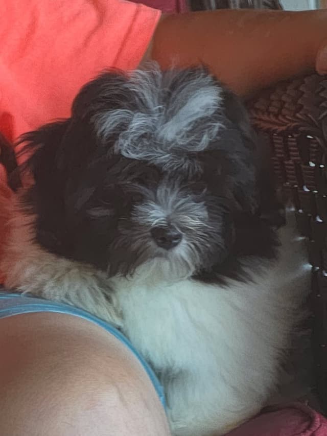 Coton de Tulear Puppies, AKC media 5