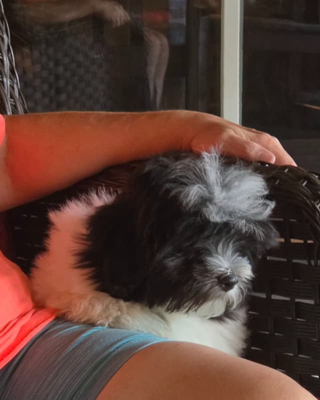 Coton de Tulear Puppies, AKC media 6