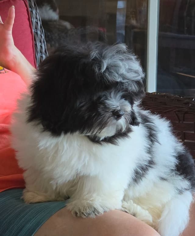 Coton de Tulear Puppies, AKC media 9