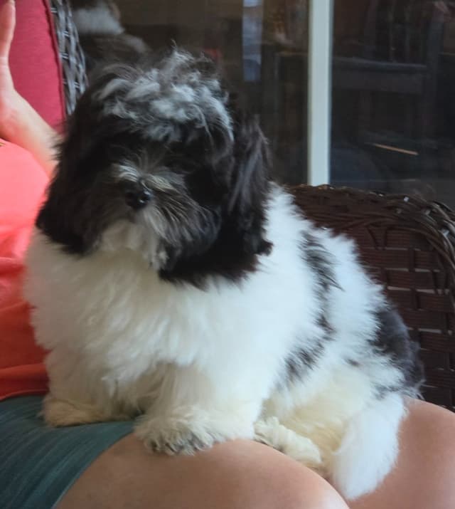 Coton de Tulear Puppies, AKC media 8
