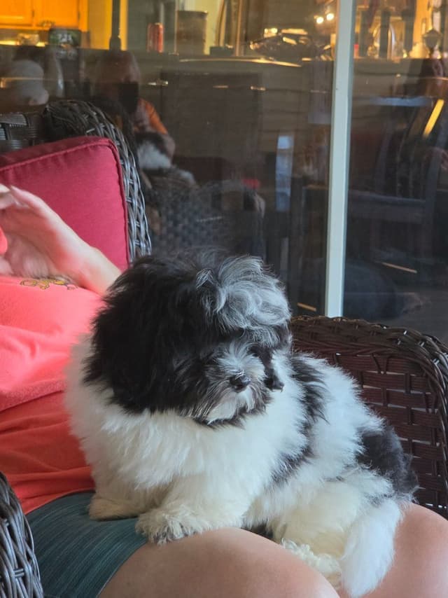 Coton de Tulear Puppies, AKC media 10