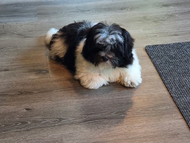 Coton de Tulear Puppies, AKC media 11
