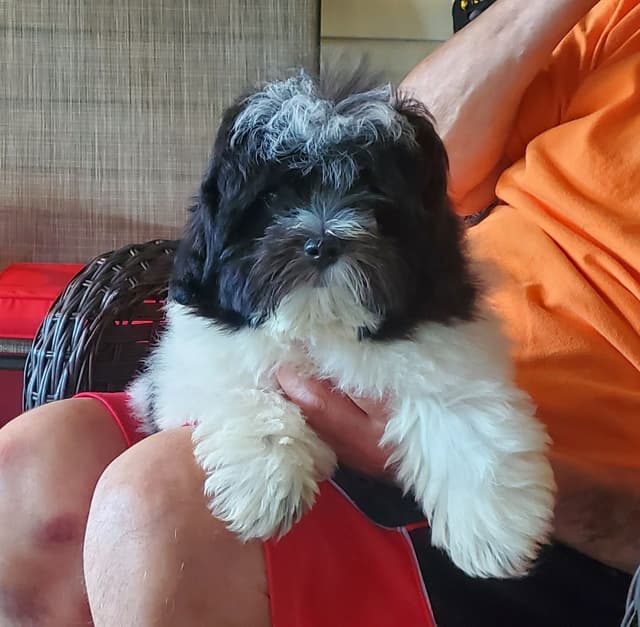 Coton de Tulear Puppies, AKC media 12