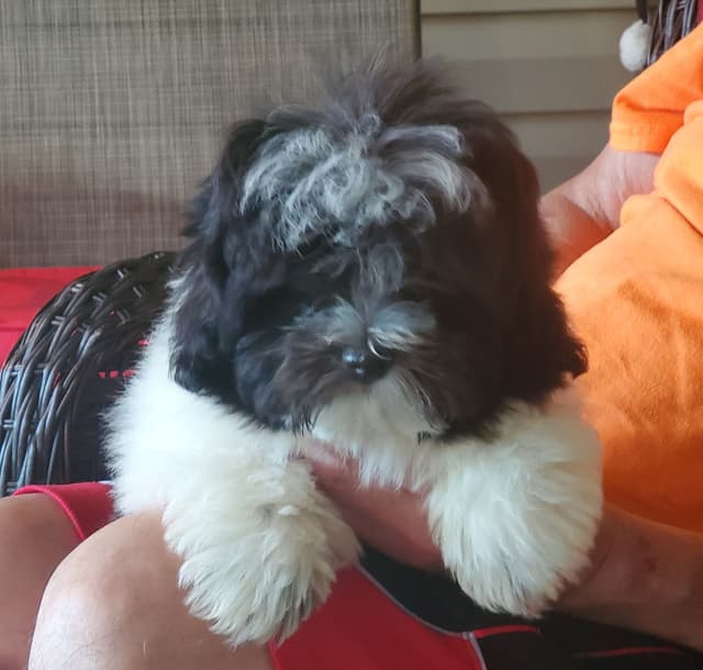 Coton de Tulear Puppies, AKC media 13