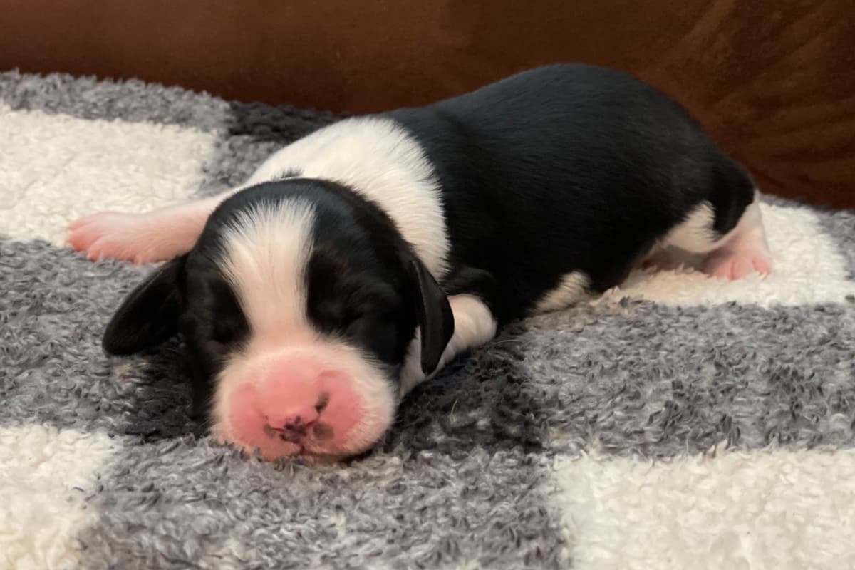 French Bulldog Puppies breeder image 2