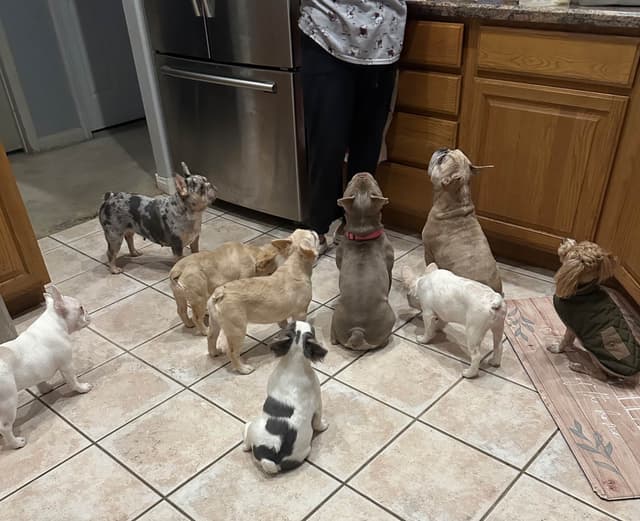 French Bulldog Puppies media 3
