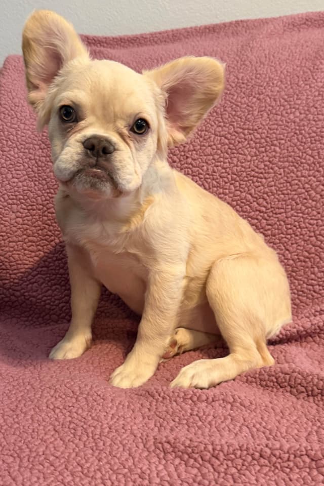 French Bulldog Puppies media 6