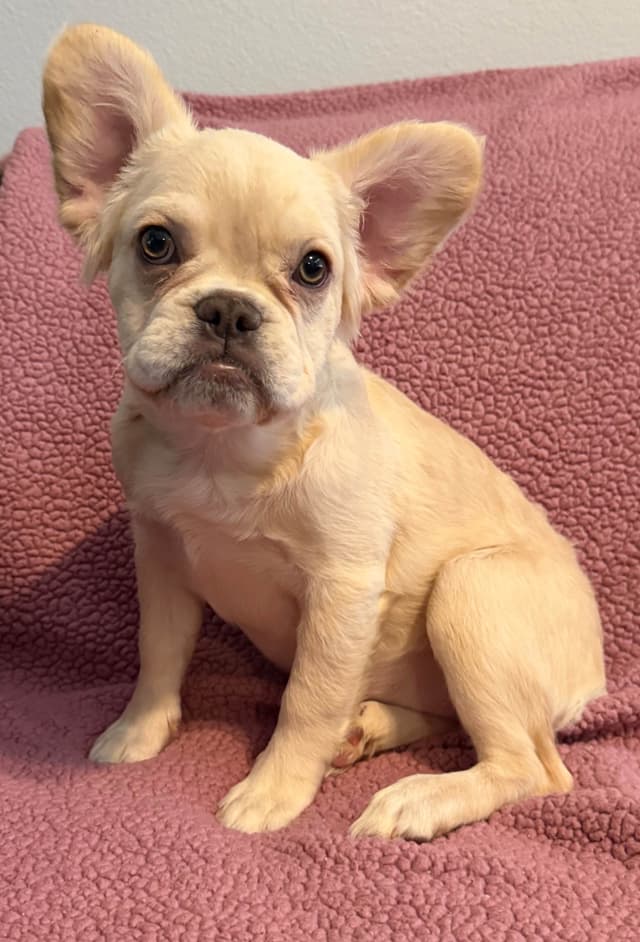 French Bulldog Puppies media 9