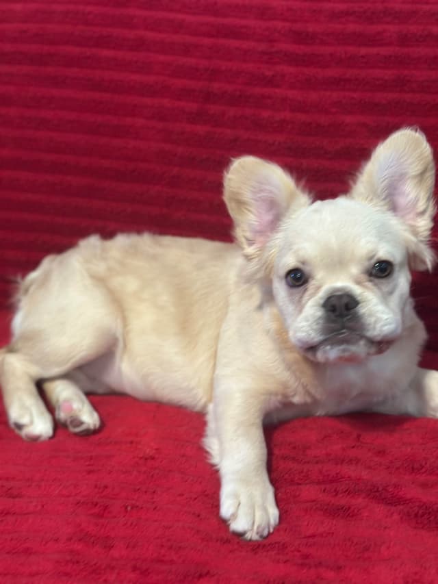 French Bulldog Puppies media 11