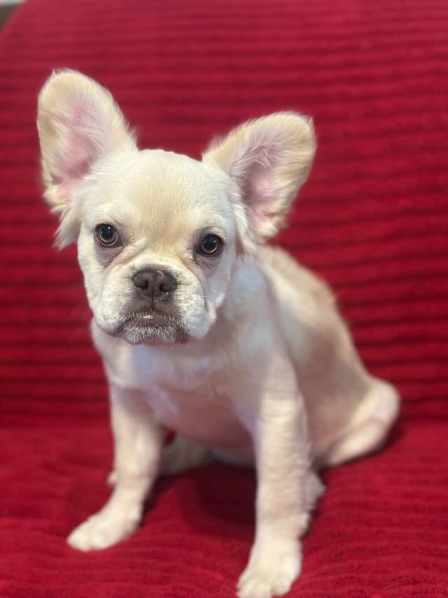French Bulldog Puppies media 7