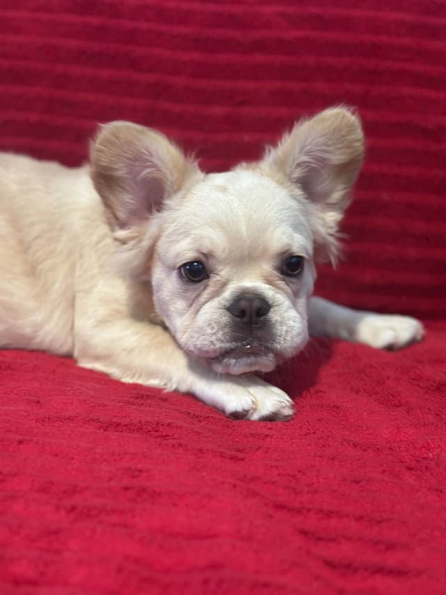French Bulldog Puppies media 10