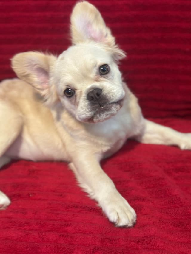 French Bulldog Puppies media 2