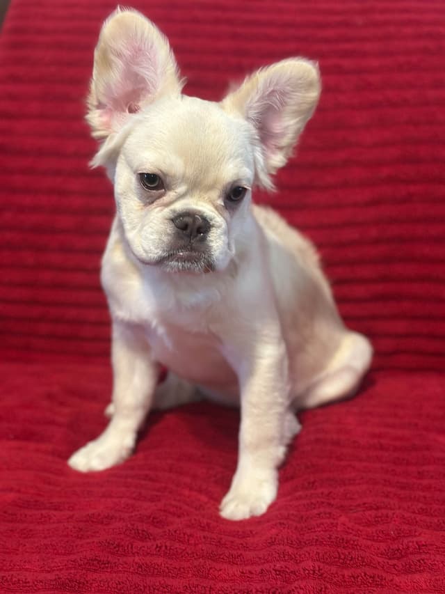 French Bulldog Puppies media 8
