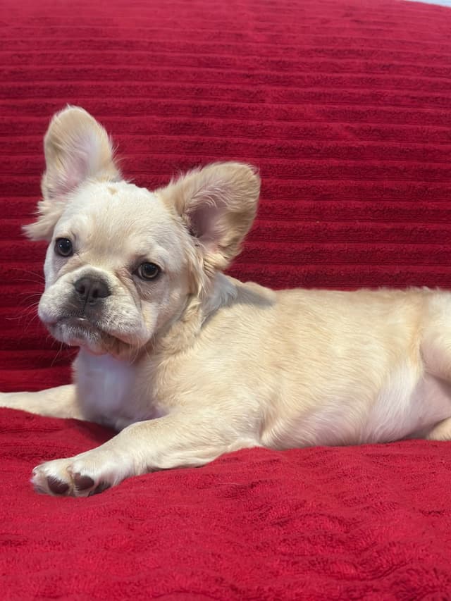 French Bulldog Puppies media 12