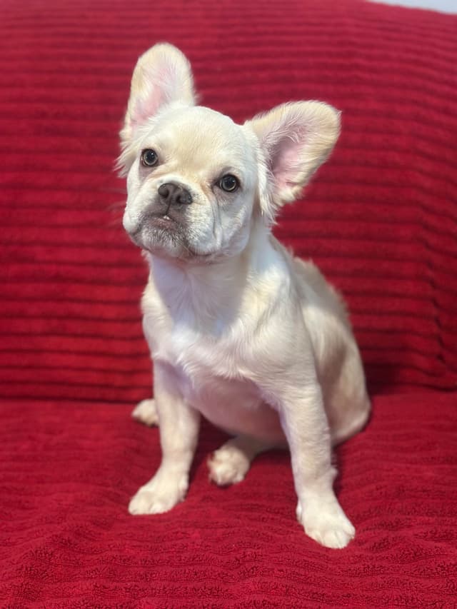 French Bulldog Puppies media 5