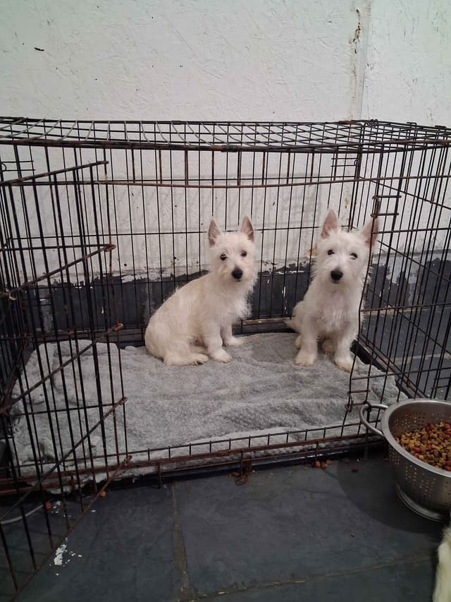 West Highland White Terrier Puppies media 2