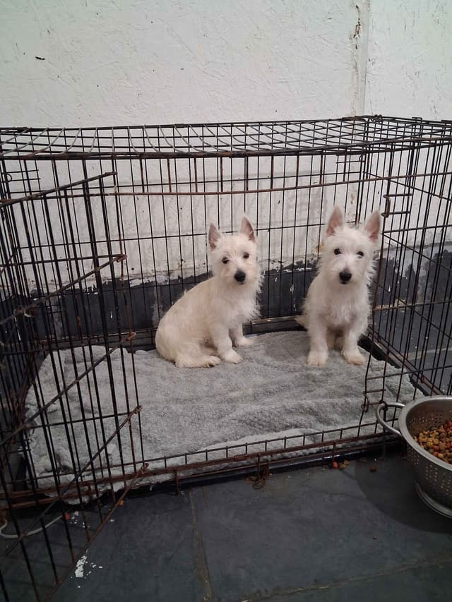 West Highland White Terrier Puppies media 4
