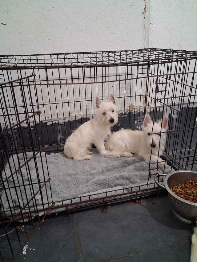 West Highland White Terrier Puppies media 3