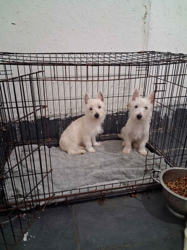 West Highland White Terrier Puppies media 6