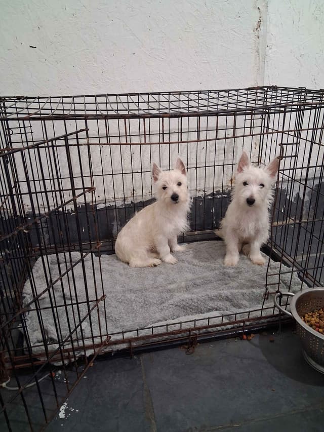 West Highland White Terrier Puppies media 5