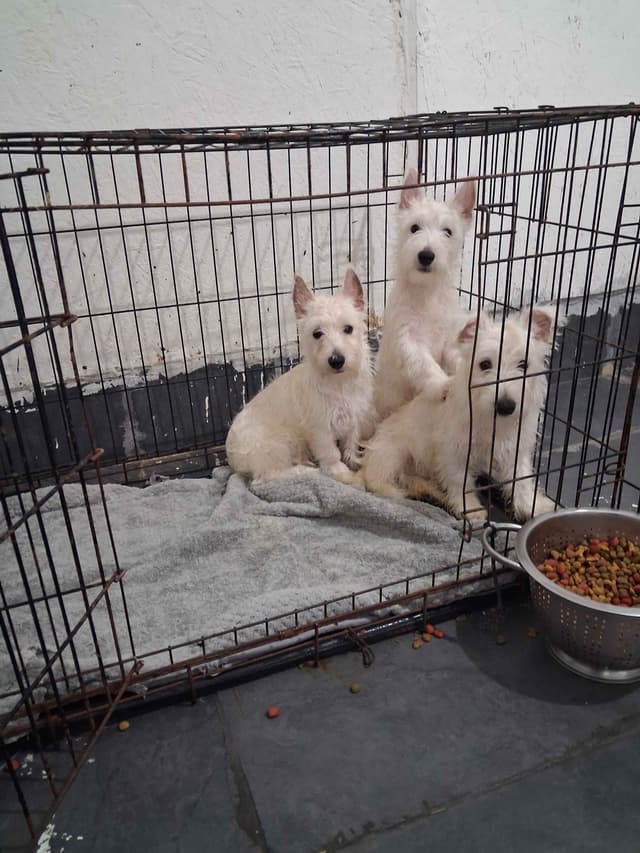 West Highland White Terrier Puppies media 7