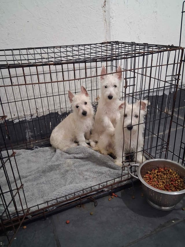 West Highland White Terrier Puppies media 8