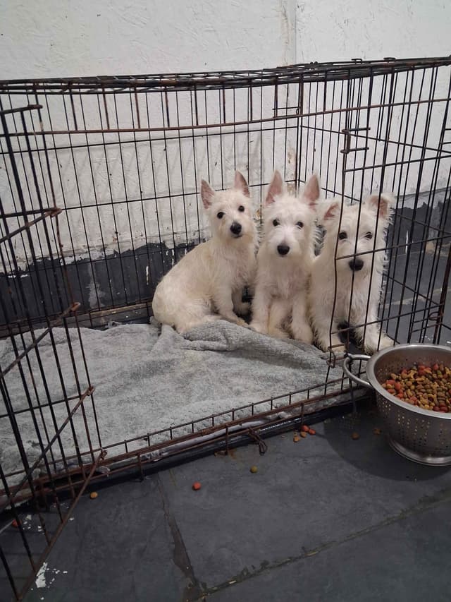 West Highland White Terrier Puppies media 9