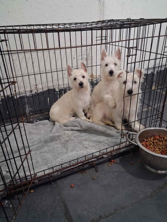 West Highland White Terrier Puppies media 10