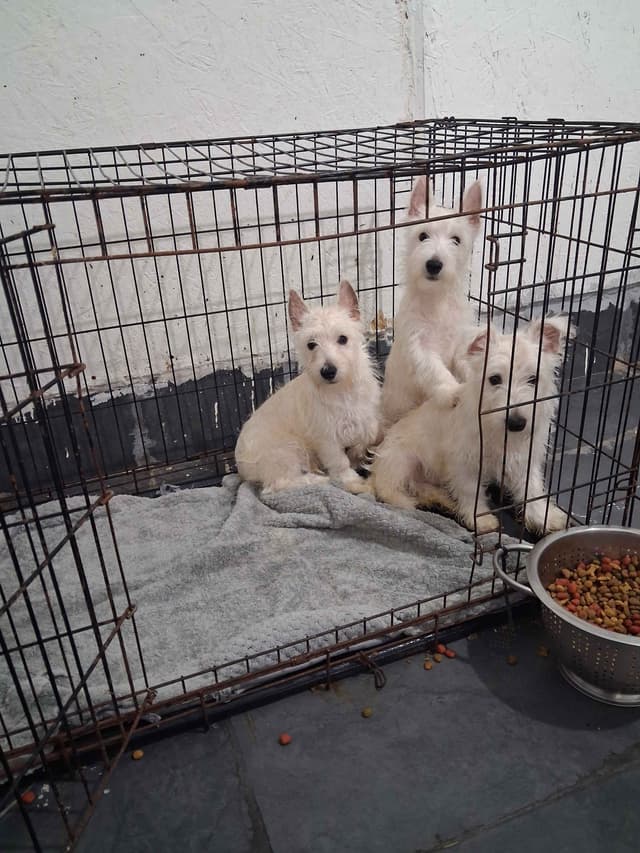 West Highland White Terrier Puppies media 13