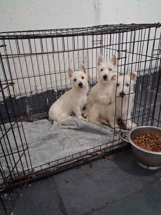West Highland White Terrier Puppies media 11