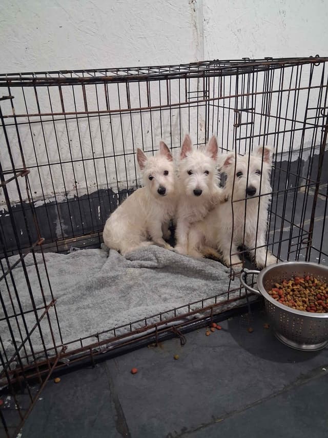 West Highland White Terrier Puppies media 12