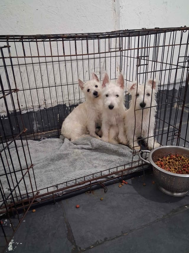West Highland White Terrier Puppies media 15