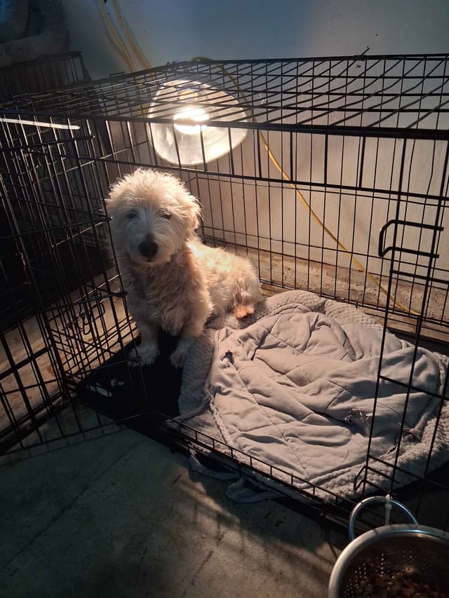 West Highland White Terrier Puppies media 2