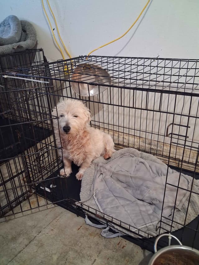 West Highland White Terrier Puppies media 3